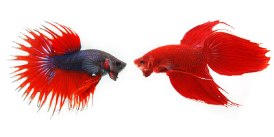 Fighting Fish Fighting Fish