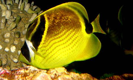 Butterfly Fish