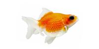 Pearl Scale Goldfish