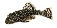 Bristlenose Catfish