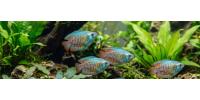 Dwarf Gouramis