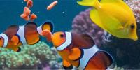 Fish Food