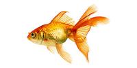 Fantail Goldfish