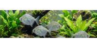 Silver Dollar Fish