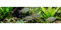 Silver Perch