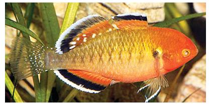 Freshwater Aquarium Fish