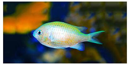 Marine Fish for Sale | Live Arrival Guarantee | LiveFish®