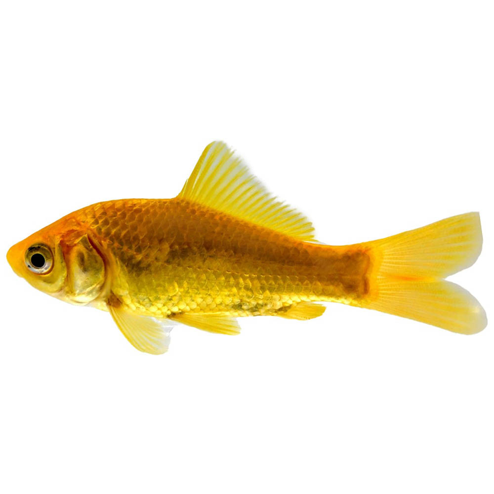 Golden Comet Goldfish 5cm