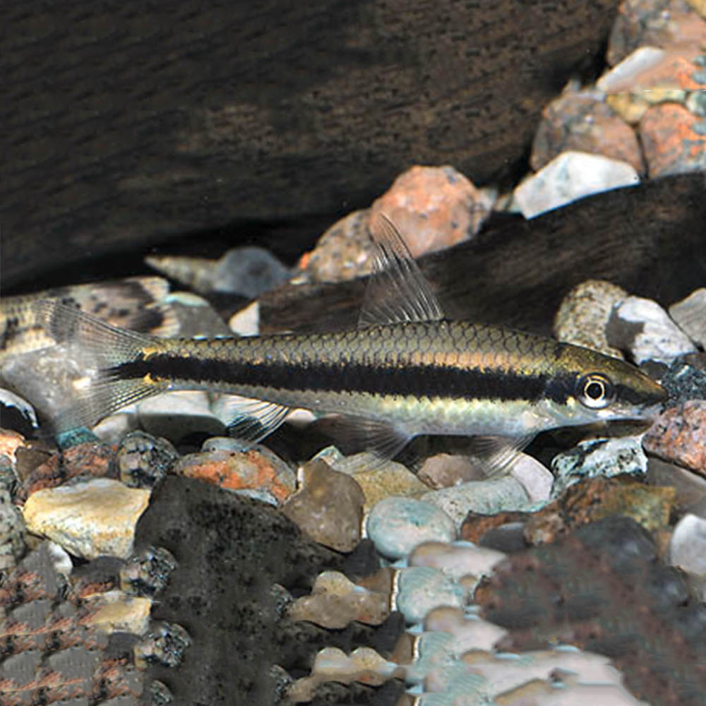 epalzeorhynchus-siamensis
