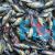 Silver - Perch