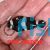 2x Black and White Misbar Clownfish