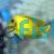 Acanthurus chronixis 