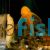 L/F Albino Bristlenose Catfish - Ancistrus species 
