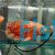 Albino Red Tiger Nemo Oscar 