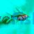 Glass Fish - Chanda Ranga
