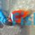 Fire Clownfish
