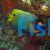 Angelfish Blue Face - Adult MDA