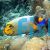 Angelfish Blue Face - Medium