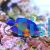 Angelfish Cebu Coral Beauty 