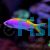 Anthias Evan's