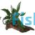 Anubias Afzelli (OT) - Medium Driftwood