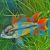 Apistogramma Agassizii Double Red - Pairs