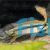 Apistogramma Gephyra 
