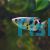 Archer Fish 5cm - Brackish