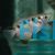 Archer Fish - Brackish