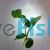 Anubias - Small