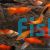 Assorted Swordtail 