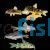 Assorted Coldwater Corydoras 3.5cm