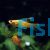 Assorted Hi-fin Swordtail 