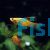 Assorted Hi-fin Swordtail 
