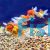 Assorted Oranda 9cm