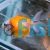 Assorted Pearl Scale Goldfish - Carassius Auratus