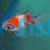 Assorted Pearl Scale Goldfish