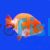 Assorted Ranchu