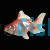Assorted Ryukin Broadtail