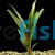 Baby Doll Yellow - Cordyline terminalis ' tricolour' 