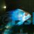 Balloon Electric Blue Longfin Ram