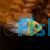 Balloon Gold Head Electric Blue Ram