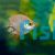 Balloon Pink Kissing Gourami 
