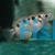 Banded Archer Fish - Brackish