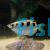 Banded Archer Fish