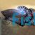 Male Plakat Halfmoon Black Betta 