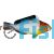 Bicolor Parrotfish - Large