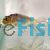 Black and White Bubble Eye Goldfish 7cm - Carassius auratus