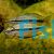 Black Banded Rainbow