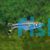 Black Scissortail Rasbora